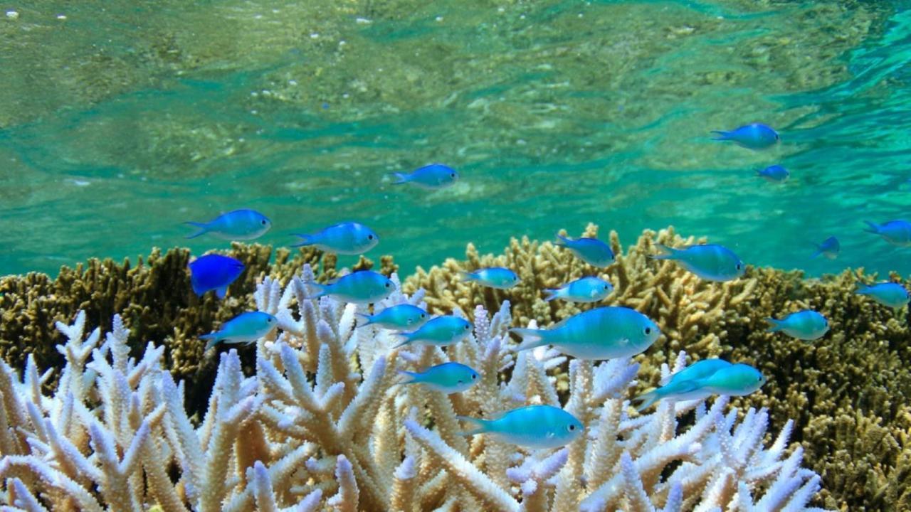 Allamanda Imgya Coral Village Miyakojima  Bagian luar foto